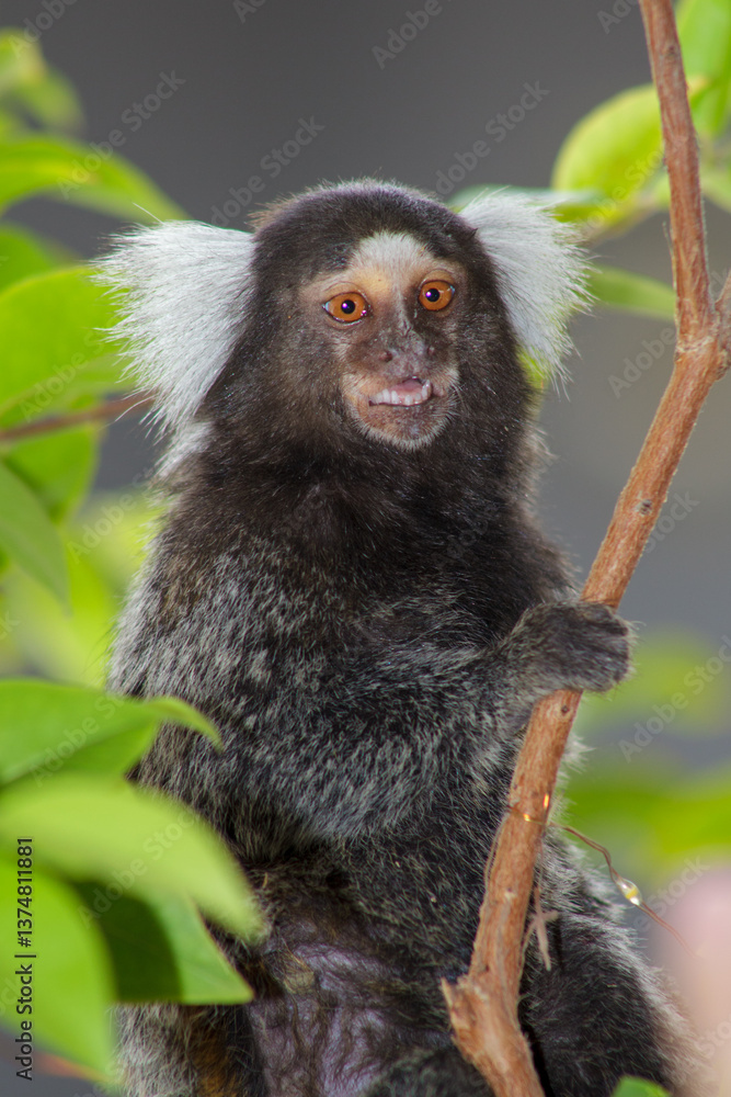 Sagui monkey Sagui monkey