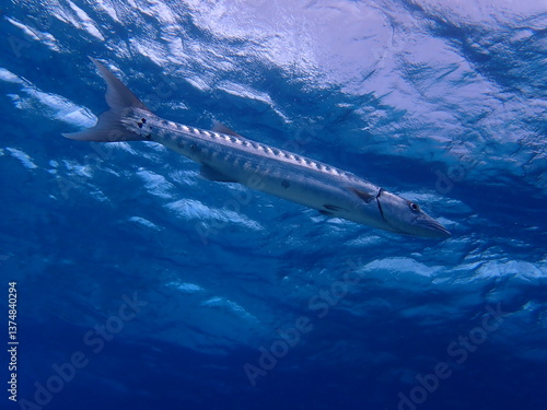 barracudda