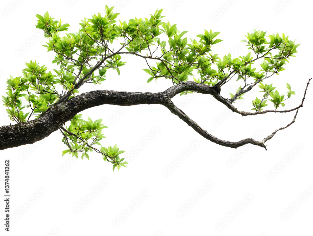 tree branch isolated on white background tree branch isolated on white background