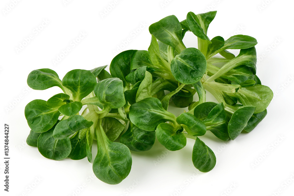 Fresh Corn Salad (Lamb's Lettuce), Isolated on White Background. Fresh Corn Salad (Lamb's Lettuce), Isolated on White Background.