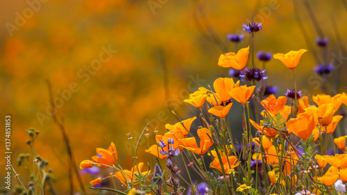 Konstfotografi California poppy wildflowers at Diamond valley lake