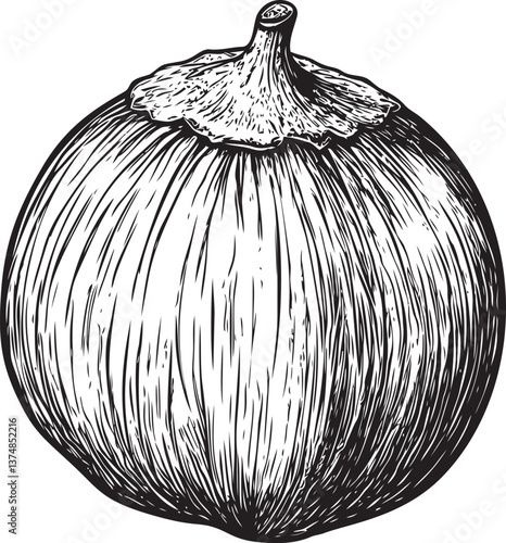 Black and white hand-drawn illustration of a hazelnut with detailed texture. Vector illustration