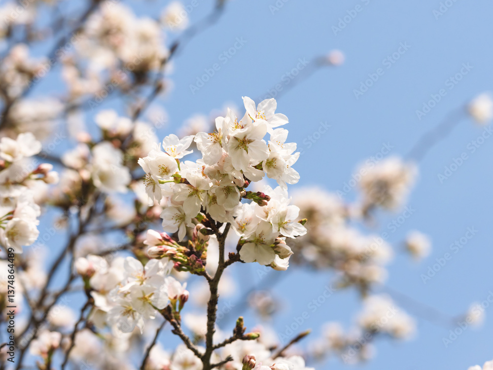 春 美しい桜の花が咲きました15 春 美しい桜の花が咲きました15