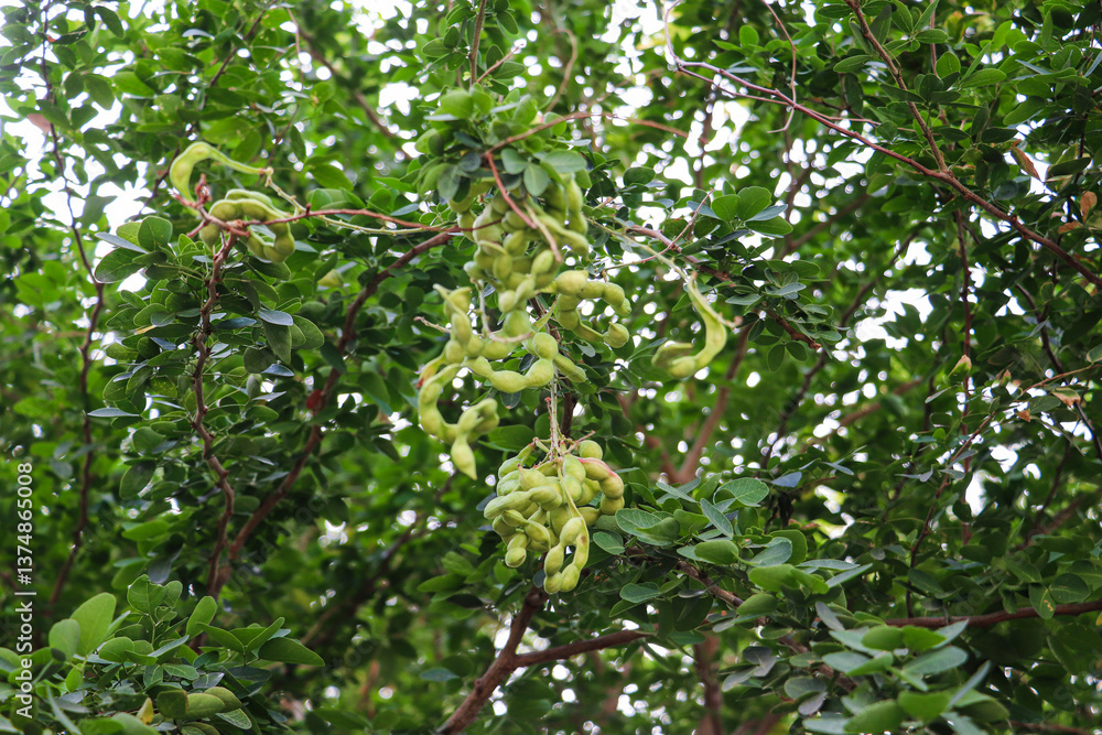 Tamarind Pods Hanging from Branches on Tree Tamarind Pods Hanging from Branches on Tree