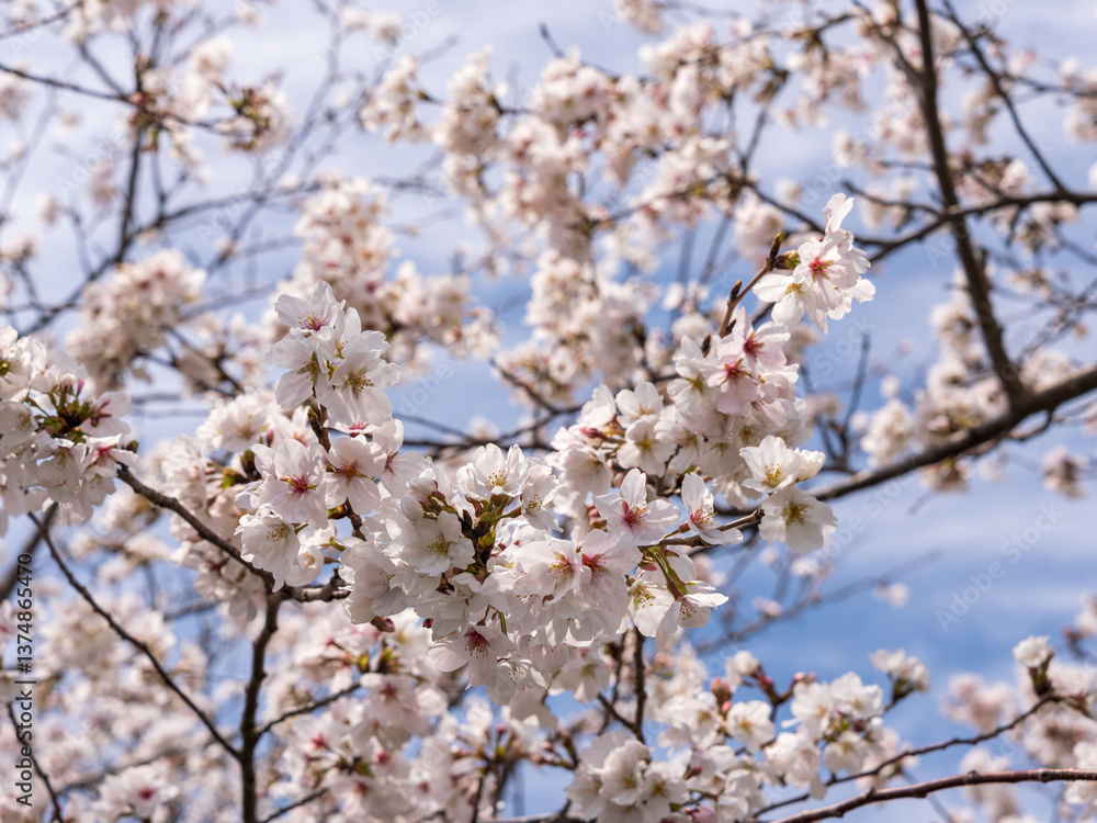春 美しい桜の花が咲きました45 春 美しい桜の花が咲きました45