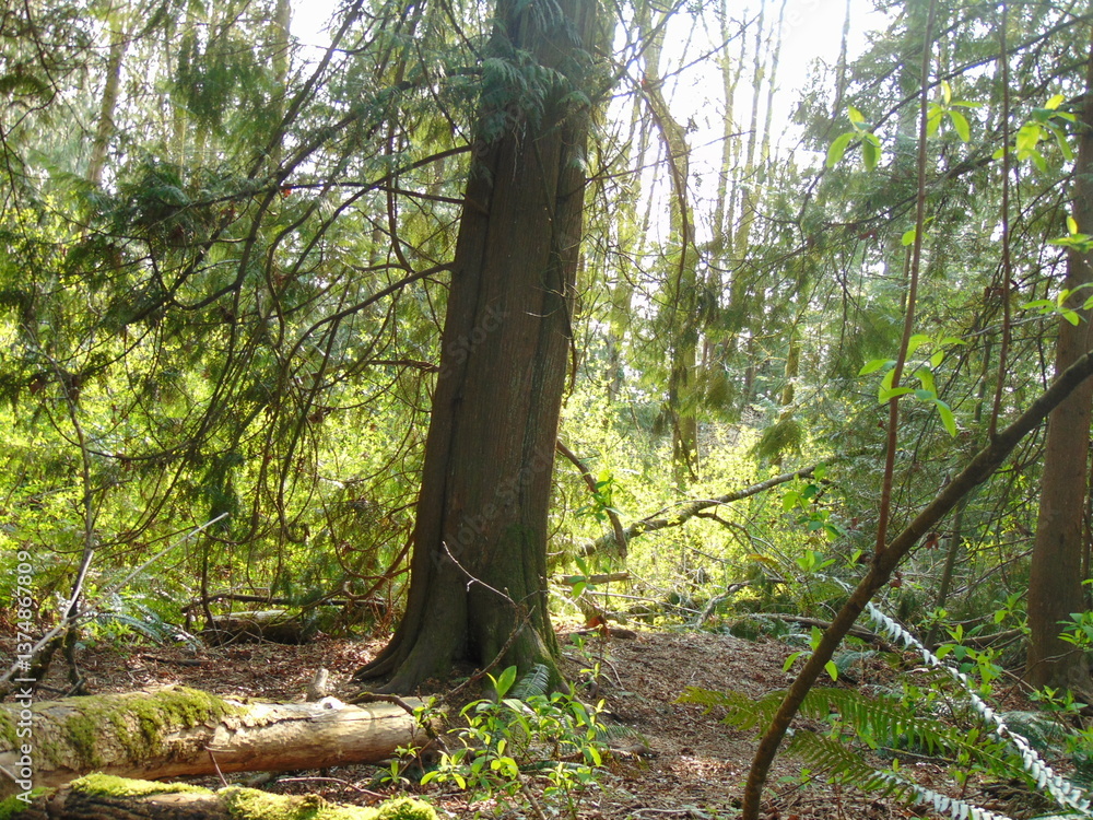 Fototapeta premium tree in the forest
