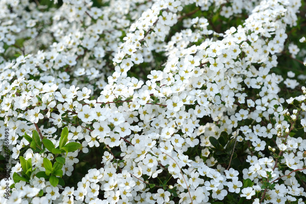 ハクチョウゲの白くて小さい花 ハクチョウゲの白くて小さい花
