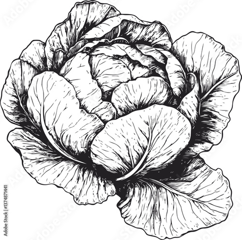 Intricate cabbage illustration detailed in black and white engraving style. Vector illustration