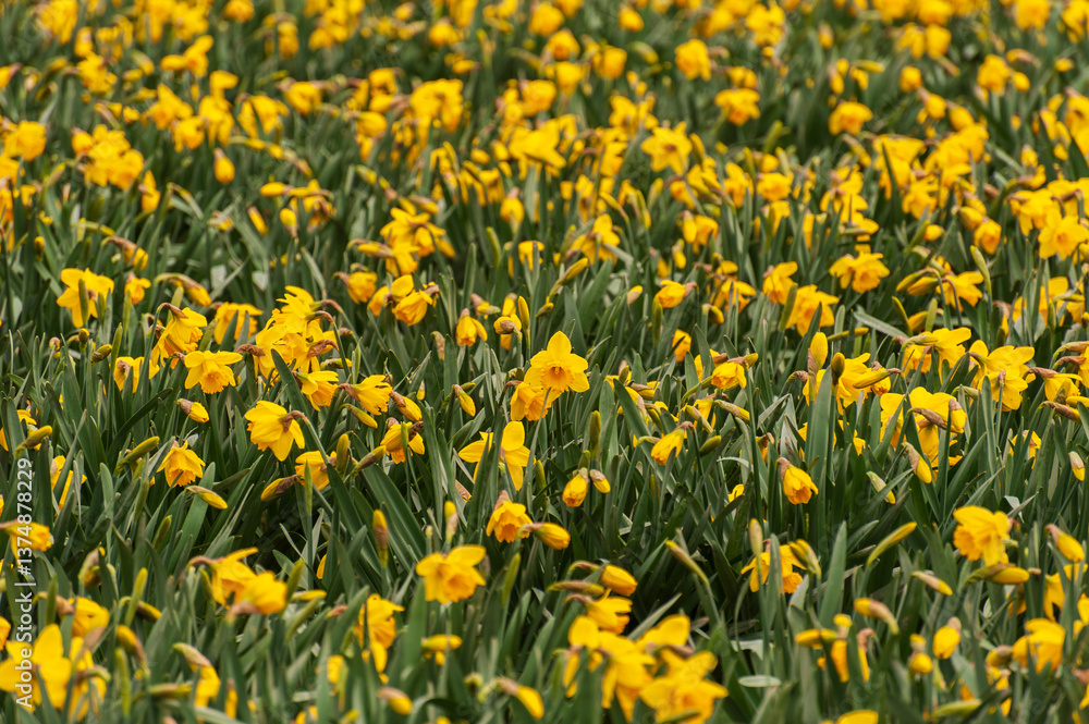 Obraz premium These fields of daffodils are located near La Conner in Washington's Skagit Valley, just over an hour away from Seattle which makes it the perfect day trip. Soon the tulips will be in full bloom.