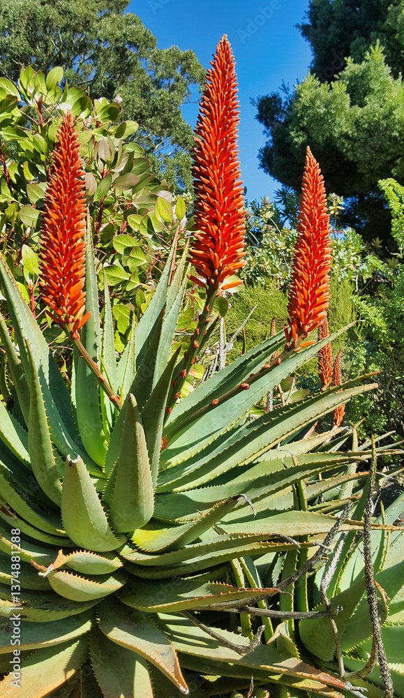 Vibrant Aloe Vera plant in Full Bloom Vibrant Aloe Vera plant in Full Bloom