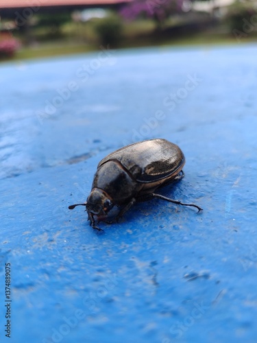 bug on the river