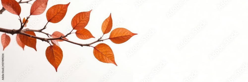 Naklejka premium Thick brown branches with leaves isolated against a clean white background, plant, tree, twigs