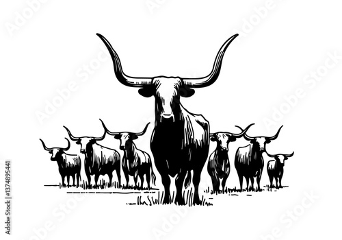 Texas Longhorn cattle hand drawn vector illustration