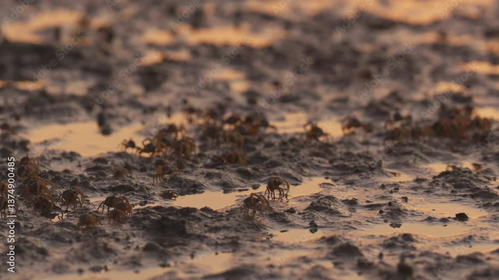 Beach Crabs Moving Along The Shore As Sunset Light Paints The Sand Beach Crabs Moving Along The Shore As Sunset Light Paints The Sand