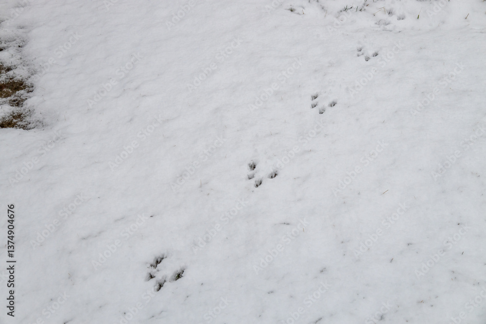 Close up top view, abstract texture background of rabbit footprints in white snow
Close up top view, abstract texture background of rabbit footprints in white snow