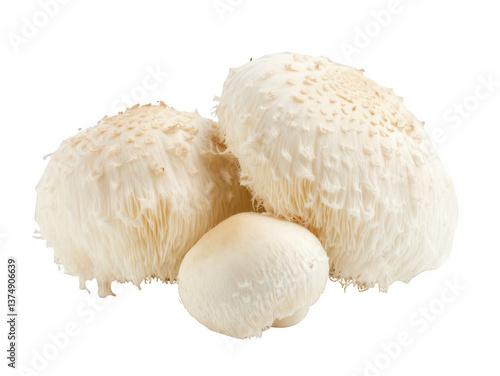 Lion’s Mane Mushrooms with Fluffy, White Texture, Unique and Nutritious Transparent Background