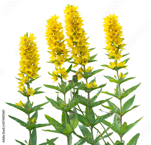 Spotted yellow loosestrife, Lysimachia punctata, group of common garden flowers blooming, isolated on a transparent background