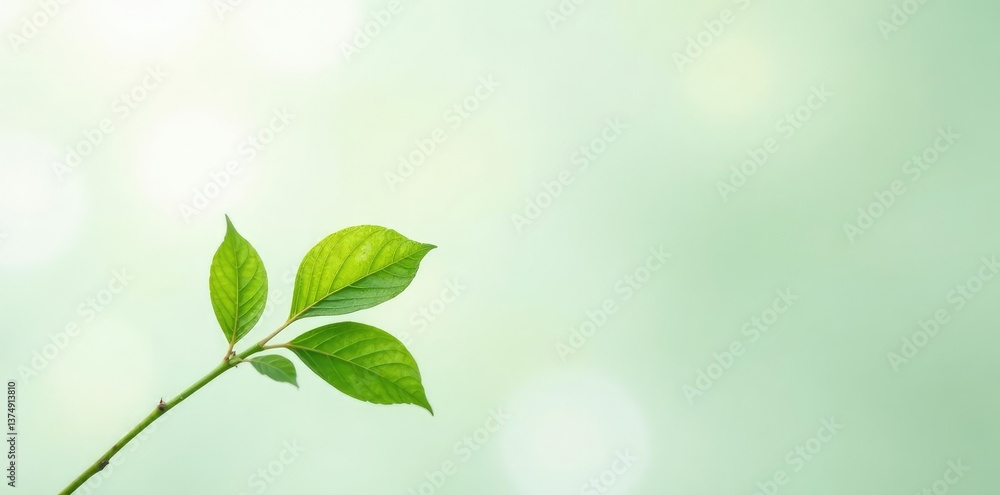 Obraz premium Single stem with delicate leaves on white background, garden, leafy, green