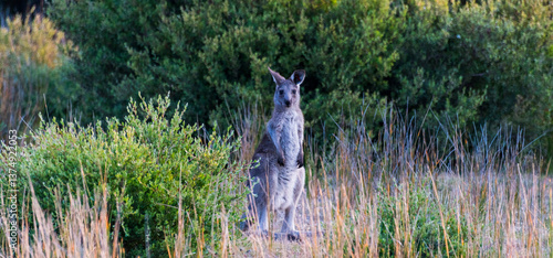 kangaroo on century duty
