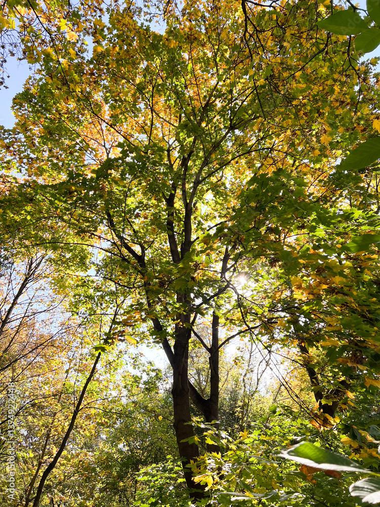 Naklejka premium A Majestic Tree with Brilliant Autumn Leaves Standing Tall in a Sunlit Forest Setting