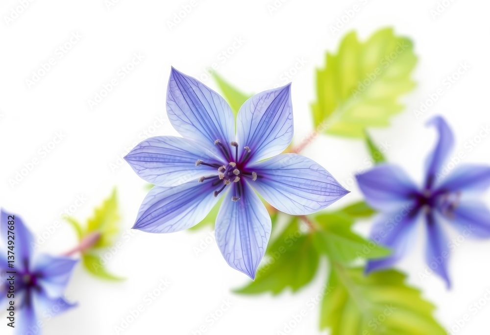Overhead view of a single Colorado blue columbine flower, isolated on white, wildflower, columbine Overhead view of a single Colorado blue columbine flower, isolated on white, wildflower, columbine