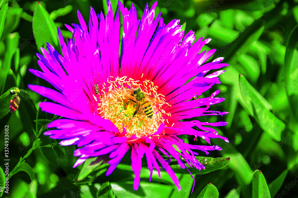 Fototapeta premium Bee and flower