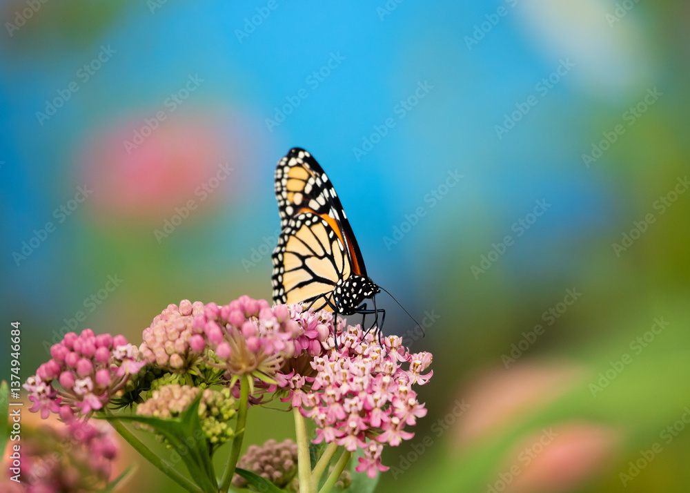 Obraz premium Male monarch on native swamp milkweed blooms in the summer in a pollinator wildflower garden.