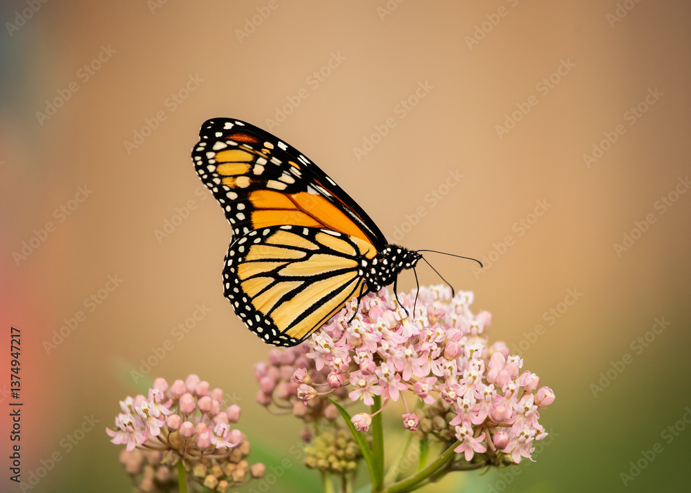 Obraz premium Male monarch butterfly sipping nectar on native swamp milkweed blooms in the summer in a pollinator garden.