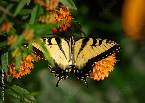 Tiger Swallowtail on flowering butterfly milkweed in the garden on a summer day.