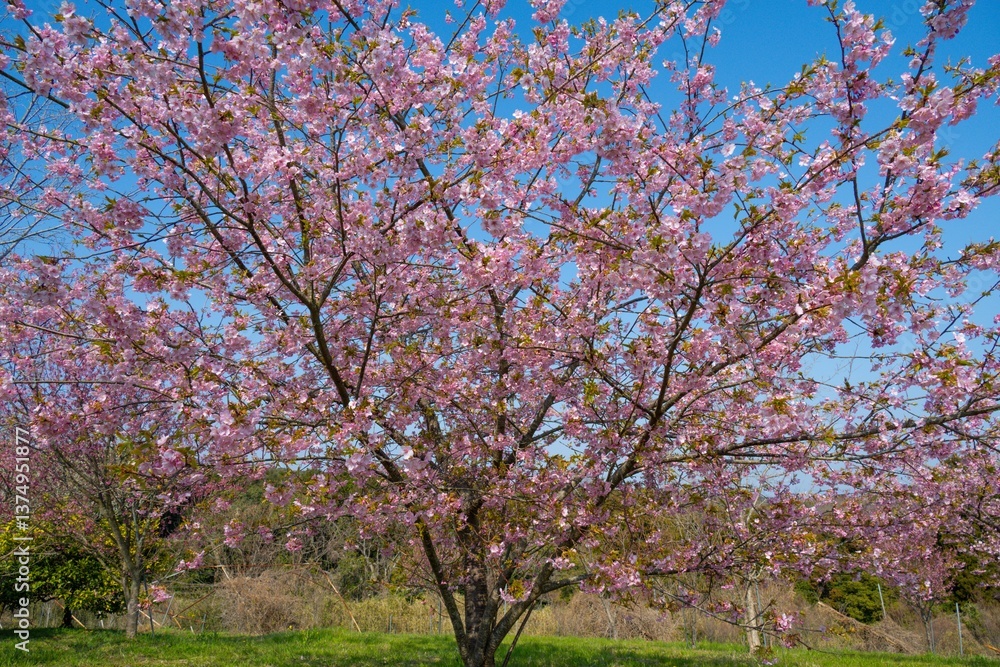 豊前の河津桜 豊前の河津桜