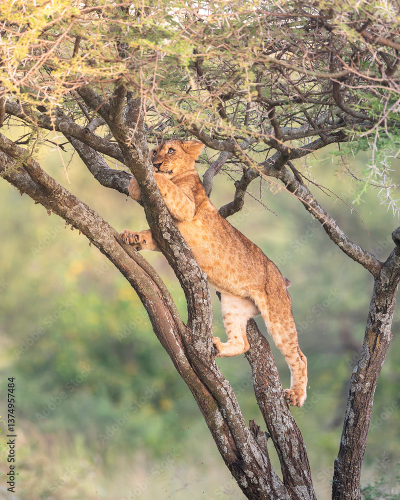 lion cubs climbing a tree in beautiful Serengeti morning lion cubs climbing a tree in beautiful Serengeti morning
