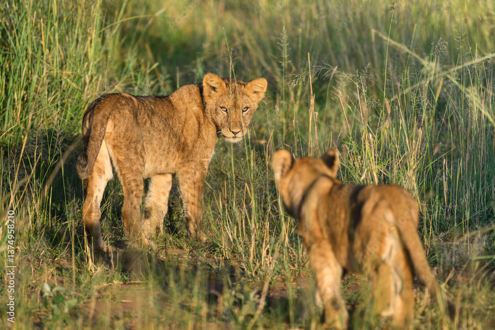 lion cubs playing lion cubs playing