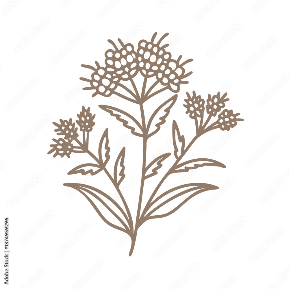 Fototapeta premium Goldenrod Flower Line Art Illustration