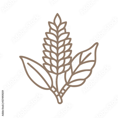 Galangal Plant Outline Icon, Alpinia Galanga