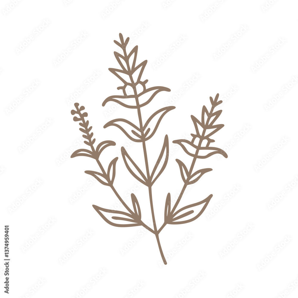 Fototapeta premium Hedge Hyssop Gratiola Officinalis Line Art