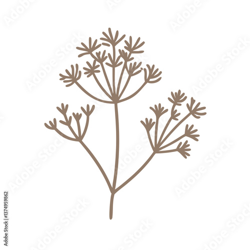 Minimalist Dill Plant Illustration, Anethum Graveolens