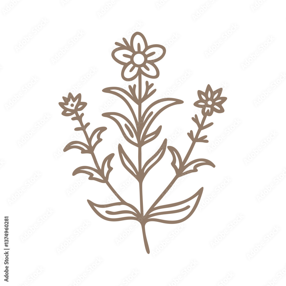 Eye Bright Euphrasia Officinalis Line Art Eye Bright Euphrasia Officinalis Line Art