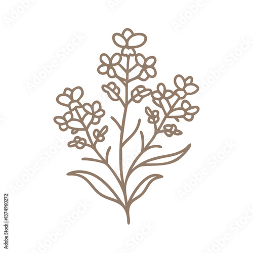 Erysimum Flower Line Art Illustration