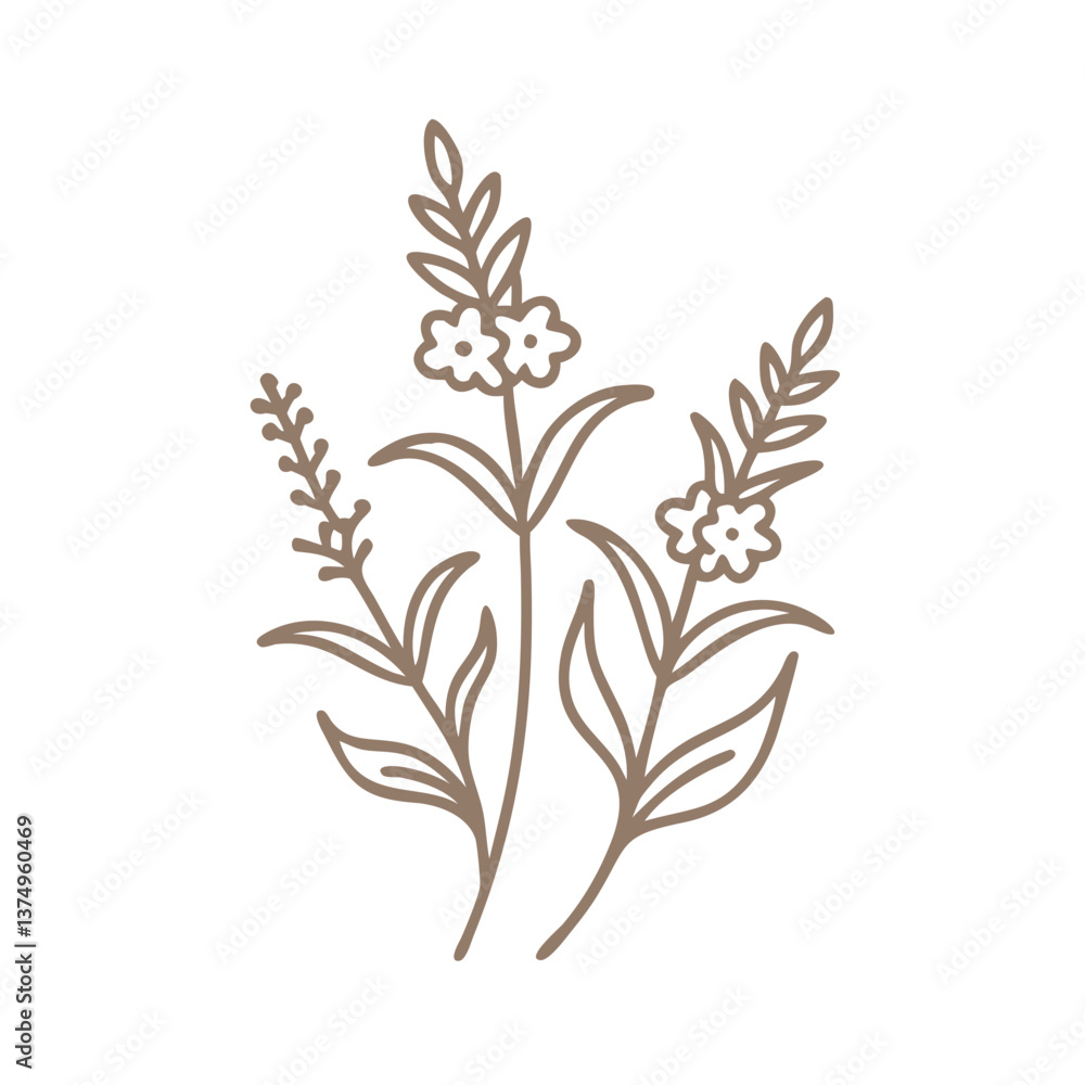 Fototapeta premium Fluellin Veronica Officinalis Line Art Illustration