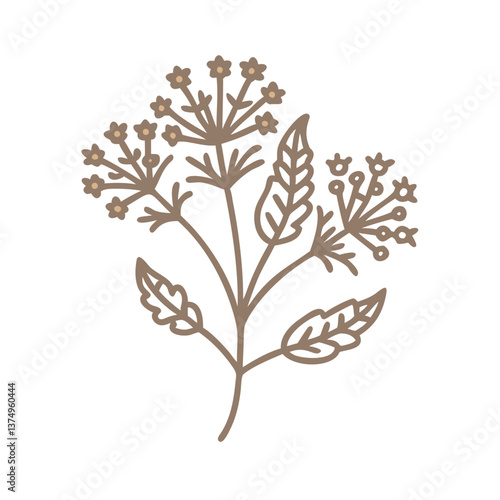 Flixweed Descurainia Sophia Line Art Illustration