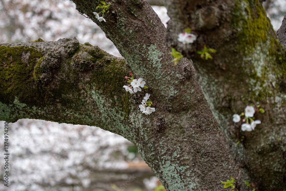 Obraz premium 木肌で花を咲かせる胴吹き桜