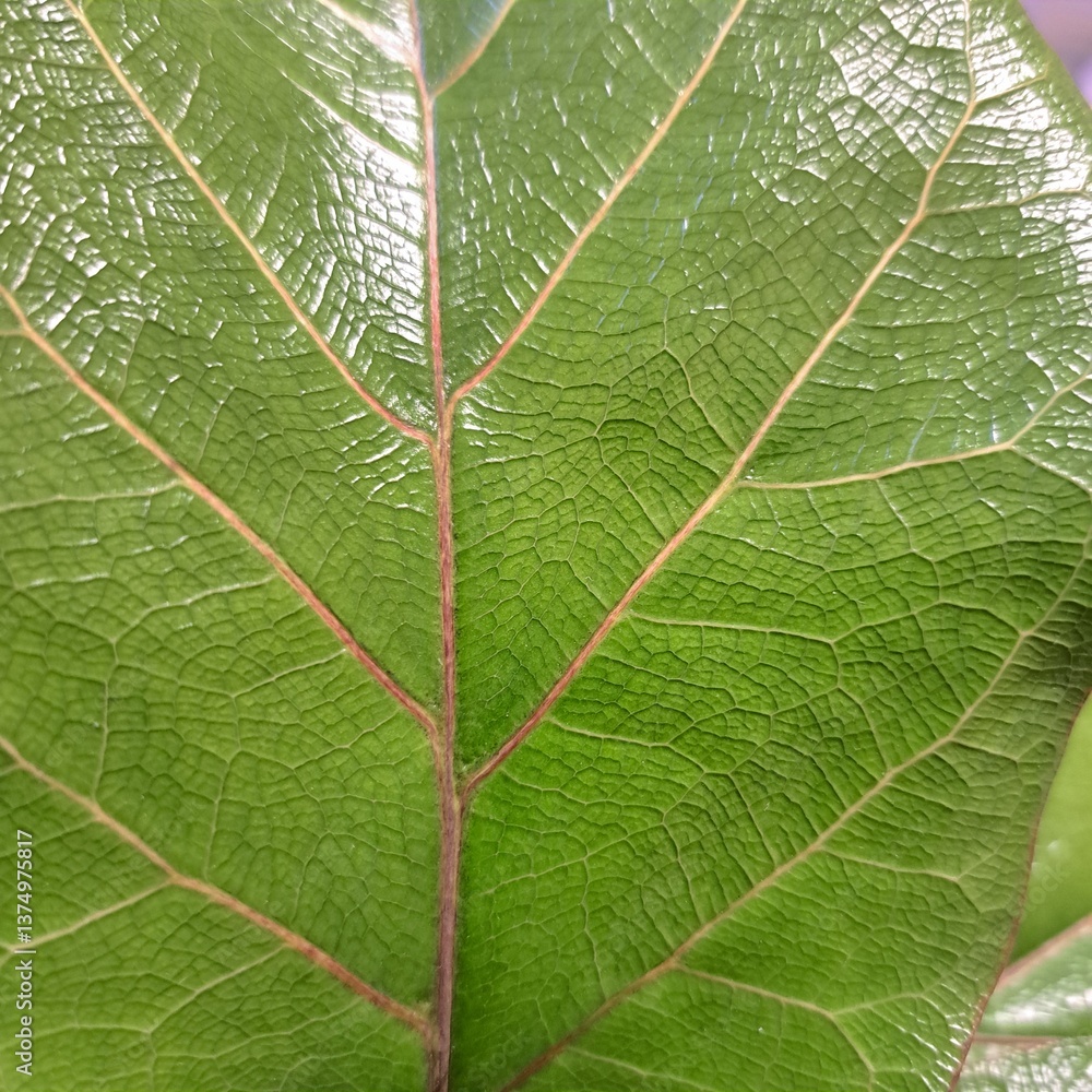 green leaf texture green leaf texture
