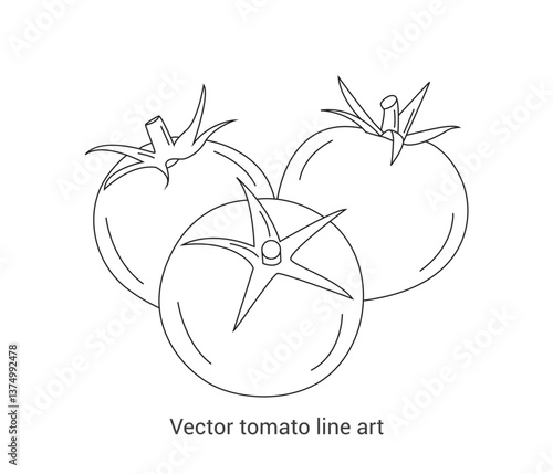 vector hand drawn tomato continuous line drawing