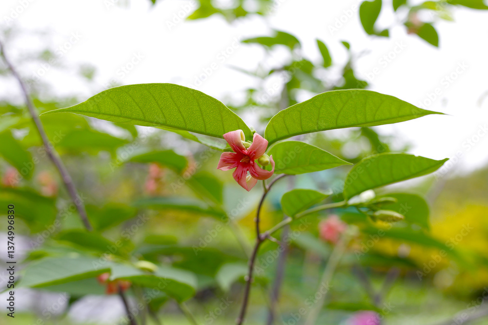 Wrightia hybrid flower with green leaves Wrightia hybrid flower with green leaves
