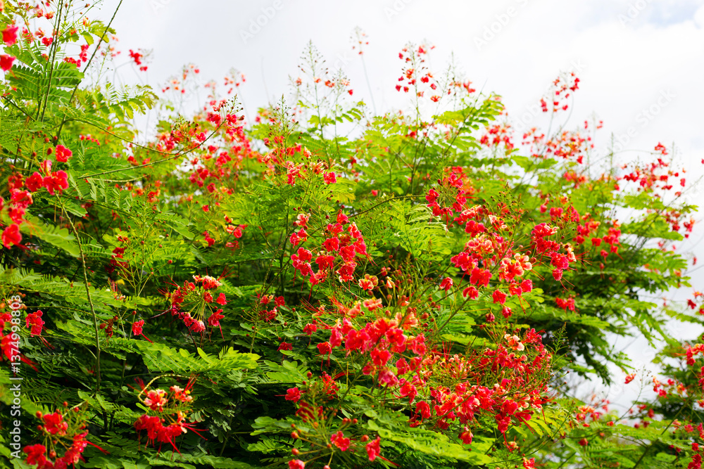 Flambuoyant tree, Flame of the forest, Peacock flower Flambuoyant tree, Flame of the forest, Peacock flower