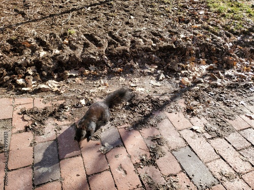 Brown Black Squirrel on Old Brick Path With Dirt Behind
