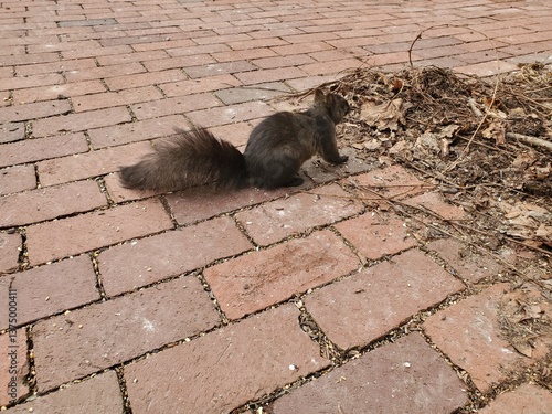 Brown Black Squirrel on Old Brick Path