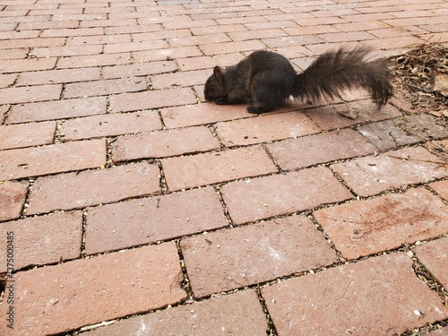 Brown Black Squirrel on Old Brick Path