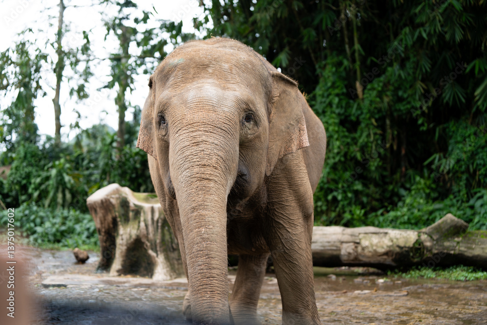 Fototapeta premium A large elephant with a wrinkled face and wrinkled skin