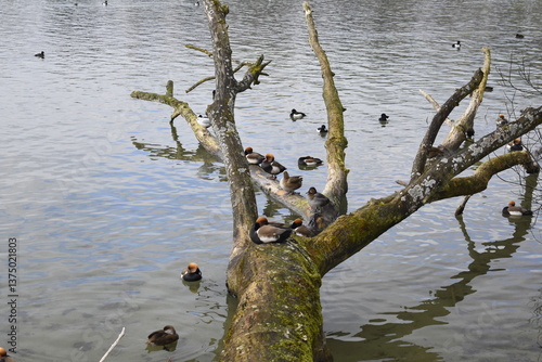 Vierwaldstättersee in Luzern